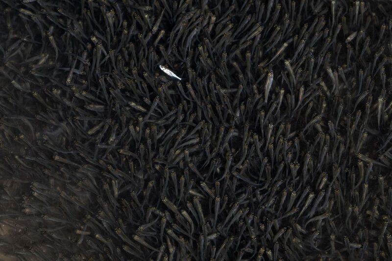 малёк, рыбёшки Оглушённыйphoto preview