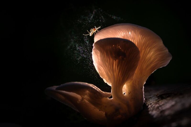 вешенки, комар, спороношение Стыковкаphoto preview