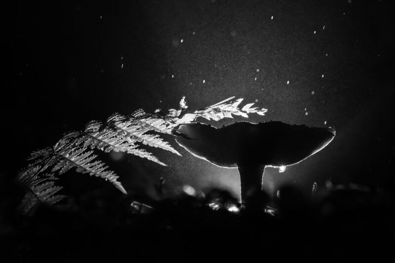 мухомор, чб, ночной дождь Ночной дождь photo preview