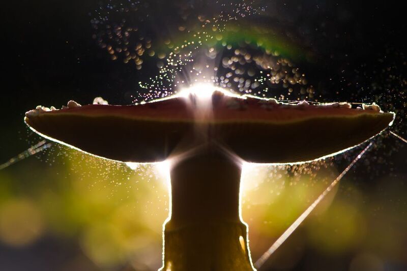 мухомор, спороношение Салют в китайском городкеphoto preview