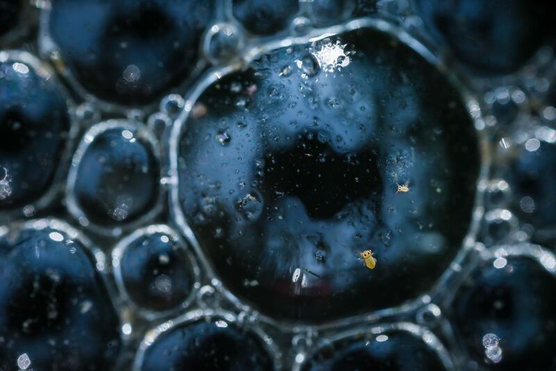 коллемболы, пузырьки, пузырь Жизнь на новой планетеphoto preview