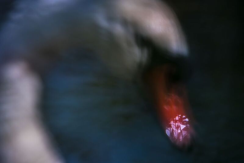 лебедь шипун, расфокус Видениеphoto preview