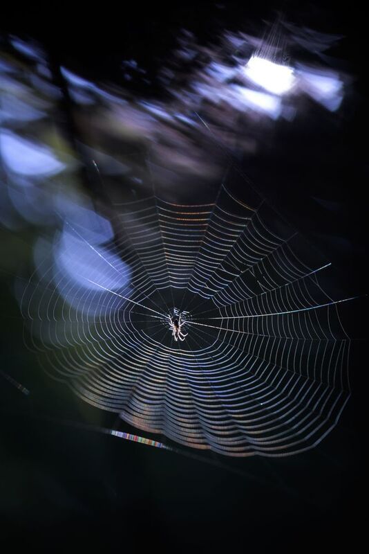 Паутинка, свет, еловый лес, осень, сентябрь, утро В лучах светаphoto preview