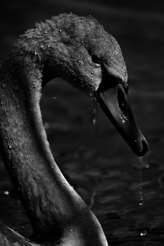 лебедь шипун, гадкий утёнок Почти лебедьphoto preview