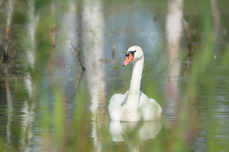 лебедь шипун, Лотошинский рыбхоз Тёплый августphoto preview