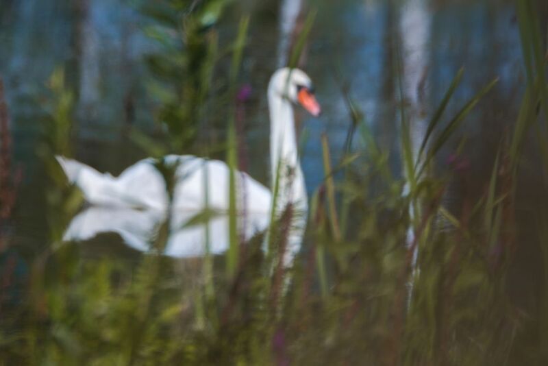 Лебедь шипун ***photo preview