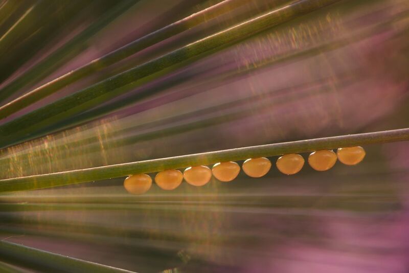 Яйца насекомых Бусинкиphoto preview