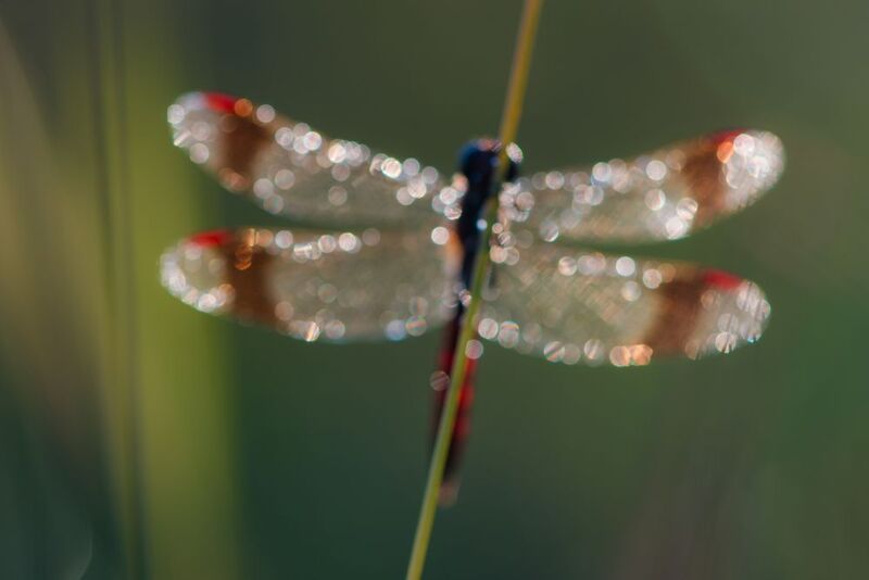расфокус, стрекоза перевязанная Блескphoto preview