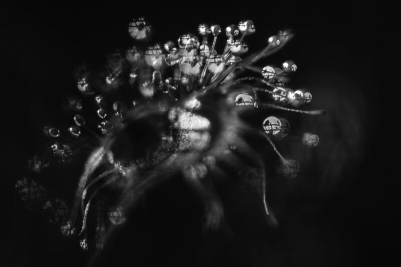 росянка круглолистная, чб Медуза горгонаphoto preview