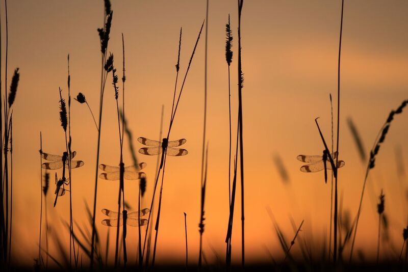 Перевязанные стрекозы, вечер, закат Собраниеphoto preview