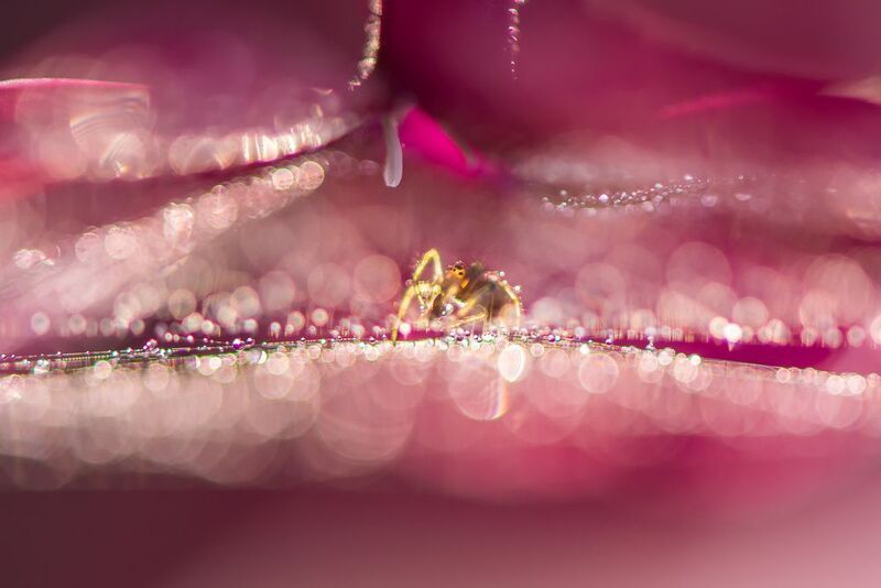 флокс, паутина, розовый, паучок, боке, блики, капельки Тайны розового шатраphoto preview