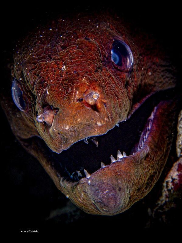 Happy Halloween !!!photo preview