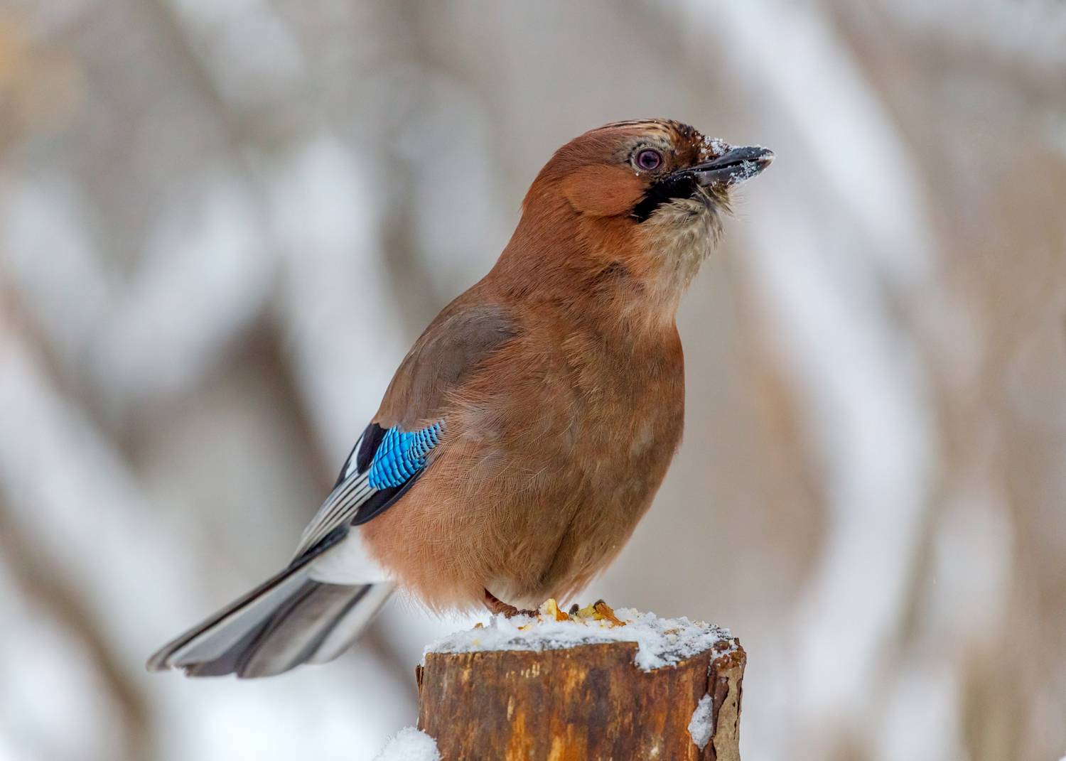 , Алексеев Сергей