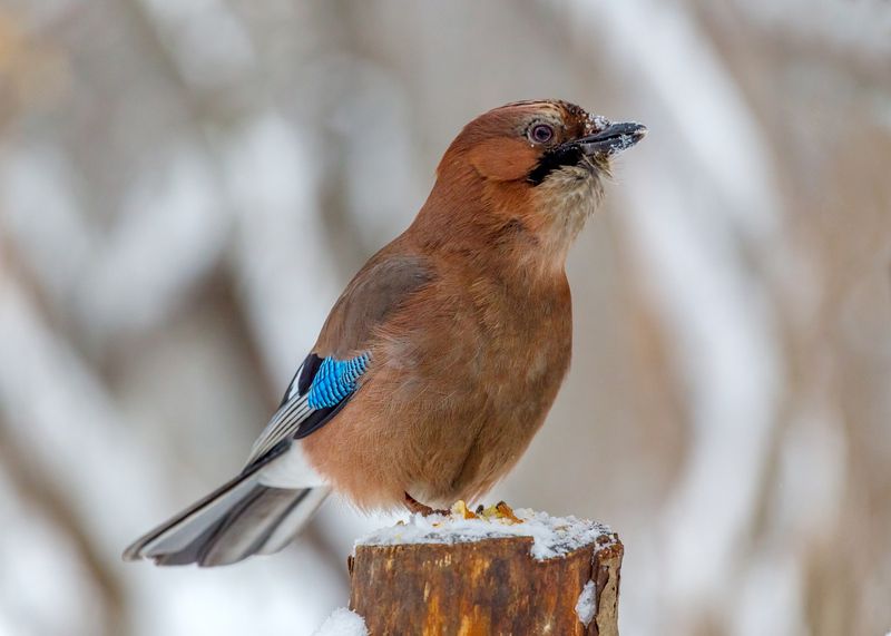 Городская сойка.photo preview