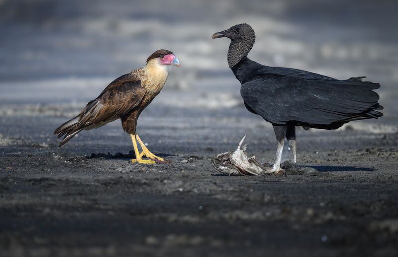 Crested Caracara & Black vulturephoto preview