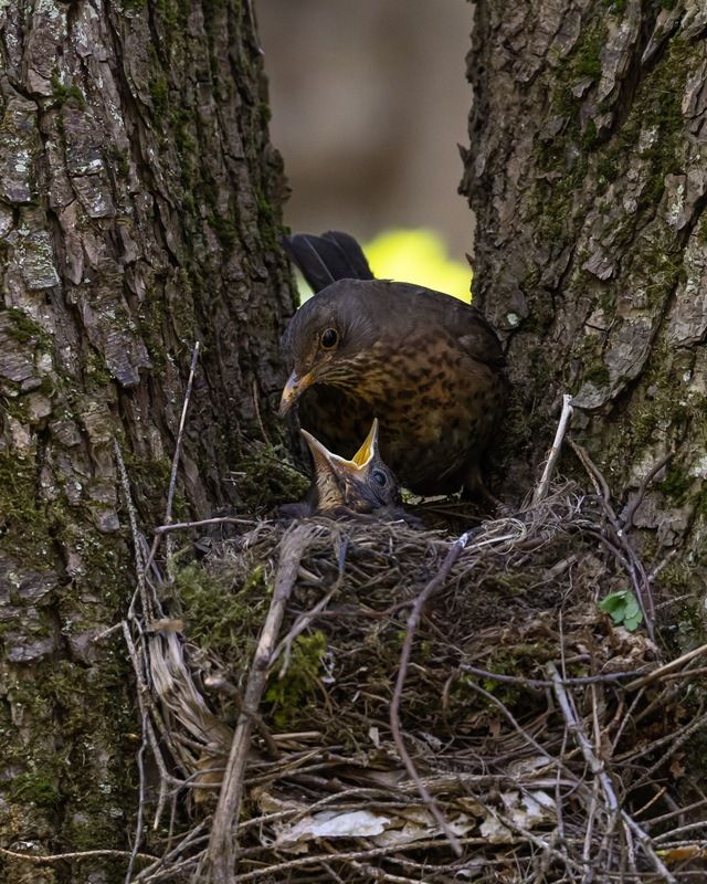 черный дрозд, дрозд, птицы, гнездо, птенцы, птенец Ты мне ничего не принесла покушать?photo preview