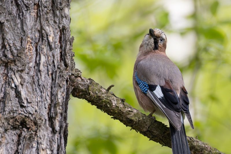 сойка, птицы photo preview