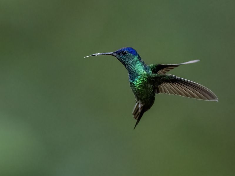Golden-tailed Sapphirephoto preview