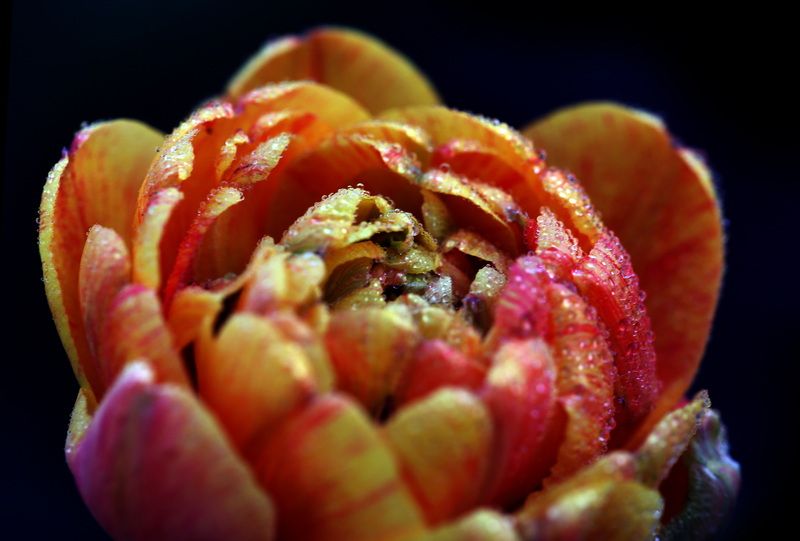 тюльпаныphoto preview