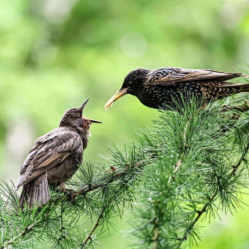 скворец, птенцы, птицы Ну корми же меня скорее!photo preview