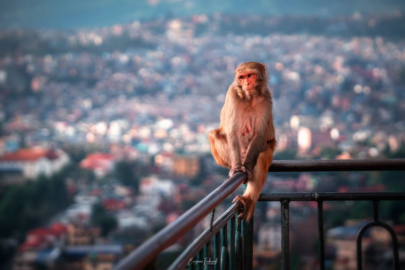 Катмандуphoto preview