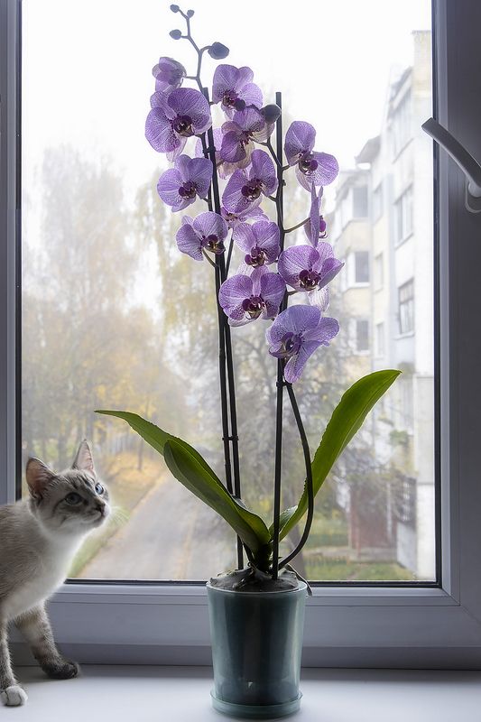 дом, цветы, орхидеи, фаленопсис, кошки, котята, питомцы Для кого - цветы, а для некоторых - бабочки!photo preview