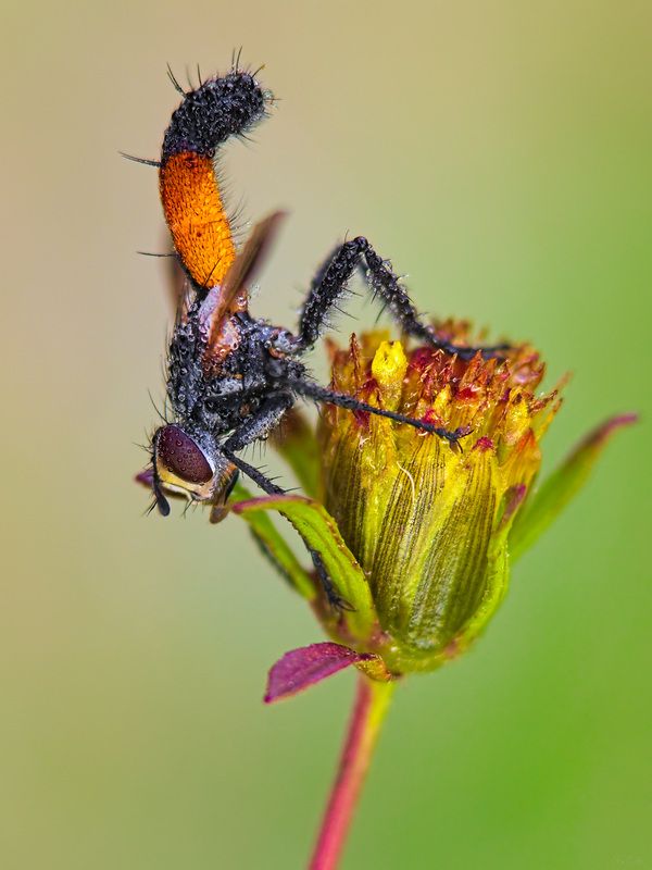 ежемуха череда #муха7photo preview