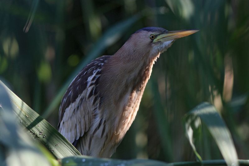 малая выпь, выпь, волчок, little bittern, ixobrychus minutus, botaurus minutus, bittern Малая выпь у себя домаphoto preview
