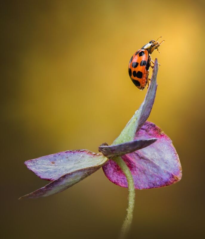 ladybug, beetle, insect, flower, macro, bugs, ladybird, The edge of dawnphoto preview