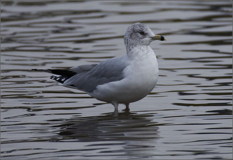 москва, октябрь, парк, птица Делавэрская чайкаphoto preview