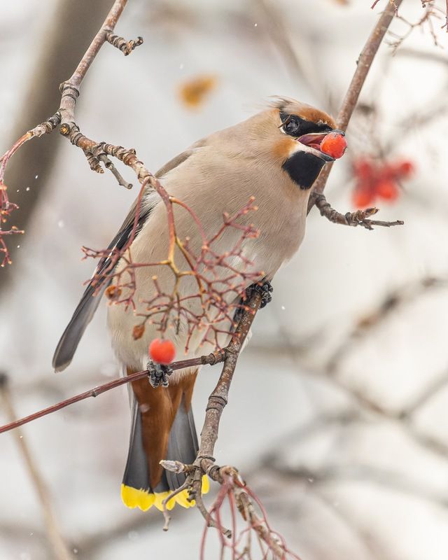 рябина, свиристель, птицы photo preview