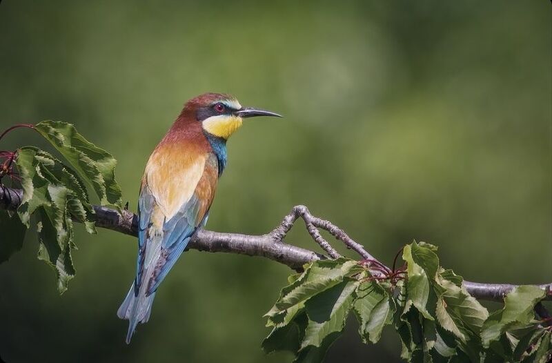 #wildlife #bird #birdphotography European Bee eaterphoto preview