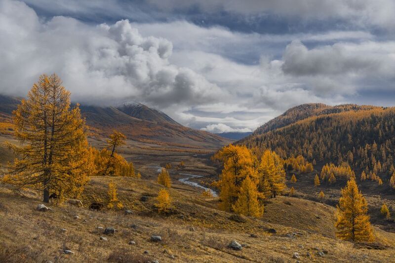 россия, горный алтай,осень, золотая осень, лиственницы, речка, лошади Время золотых лиственницphoto preview