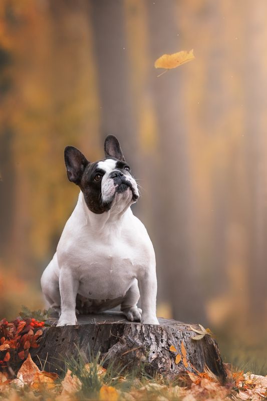 Фокус на осеньphoto preview