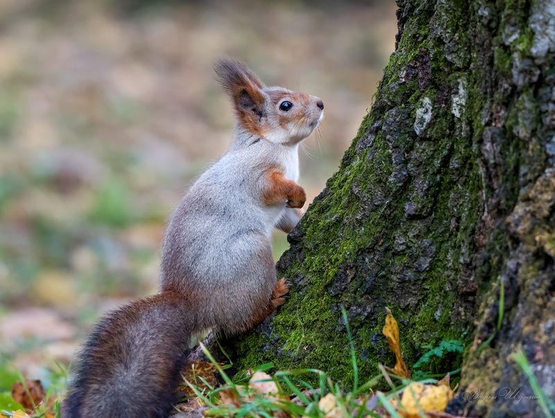Напряженное ожиданиеphoto preview