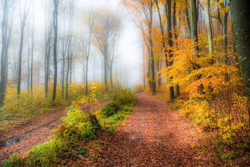 осень ***photo preview