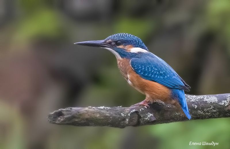 bird of prey, animal, birds, bird, animal wildlife, nature, animals in the wild, обыкновенный зимородок, зимородок, kingfisher, птицы, птица Необыкновенный обыкновенный зимородокphoto preview