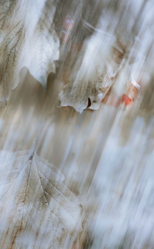 icm, мультиэкспозиция Белый листphoto preview