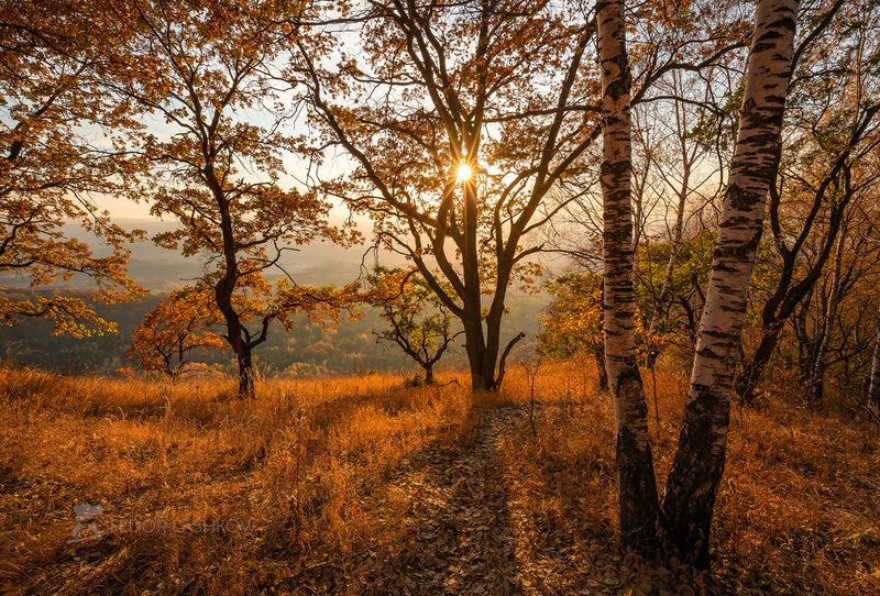ставропольский край, ставрополье, осень, осенний, деревья, берёза, осина, дуб, лес, парк, кисловодский национальный парк, нижнее седло, холмистый, дерево, кисловодск, закат, Осень в лесуphoto preview