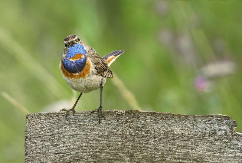 варакушка, bluethroat, птица, дикая природа, пернатые, орнитология, птичка, перелётная птица, европейская фауна, природа России, wildlife, bird, songbird, birdwatching, Luscinia svecica, nature, wild bird, close-up, natural habitat, colorful bird, bird ph Варакушка / Bluethroat / Luscinia svecicaphoto preview