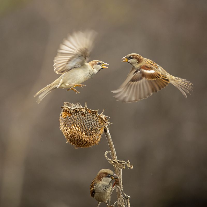 природа ***photo preview