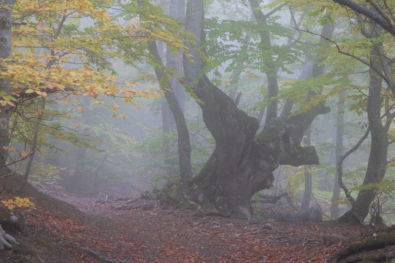 крым Древний исполинphoto preview