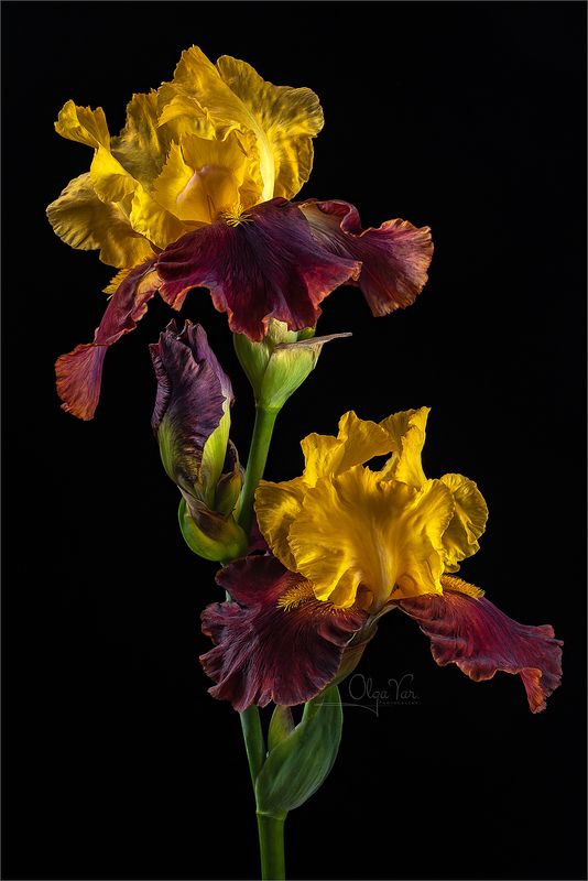 ирис, ирисы, флора, цветок, цветы, лепестки Ирисы на черномphoto preview