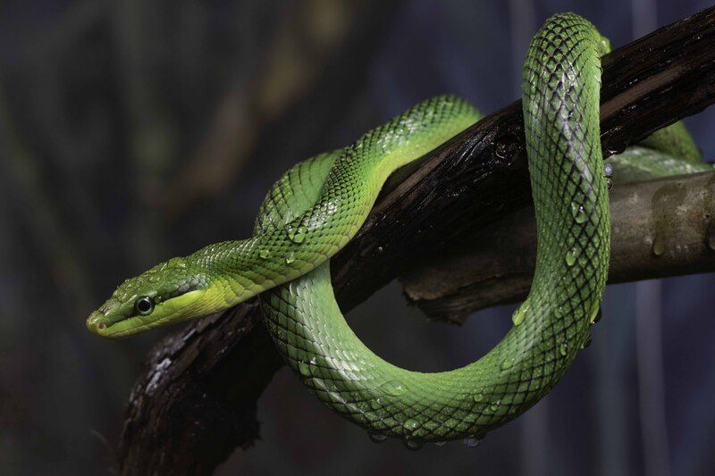 Red-tailed green ratsnakephoto preview