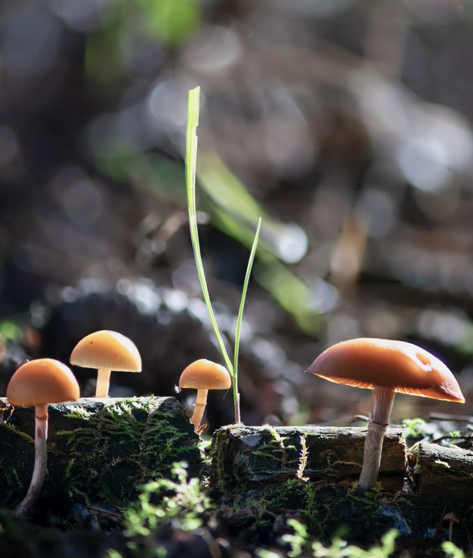 Семейкаphoto preview