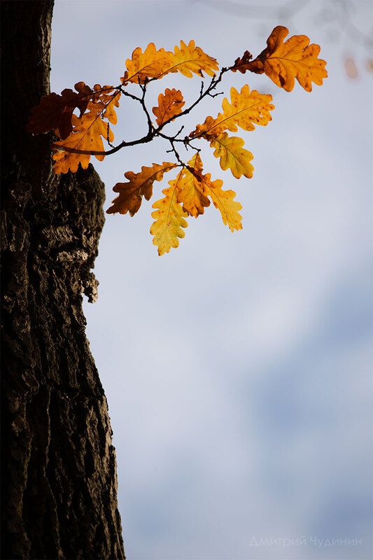 Акварельный дуб фото превью