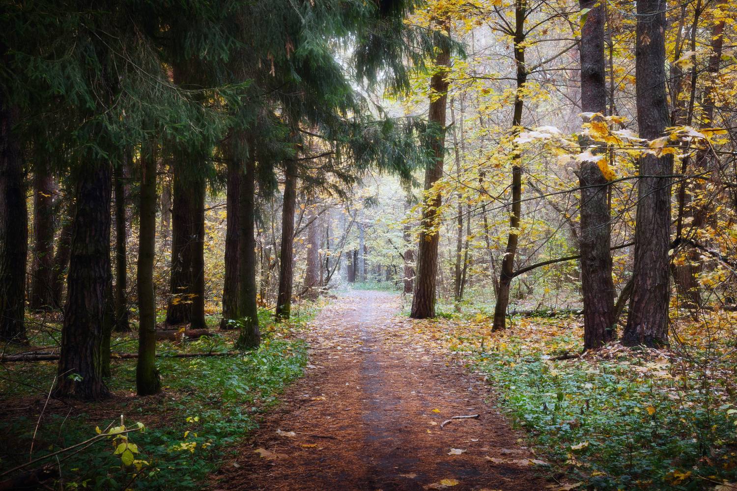 озеро, отражения, лес, Валерий Вождаев