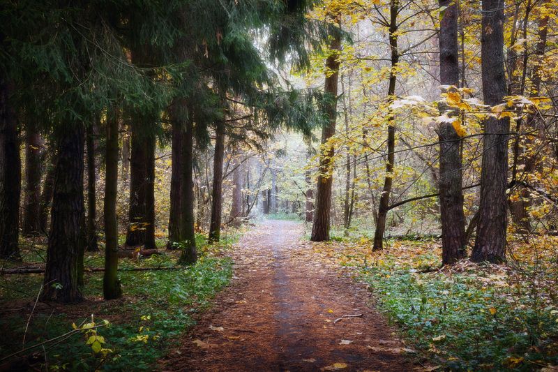 озеро, отражения, лес В осеннем лесу фото превью