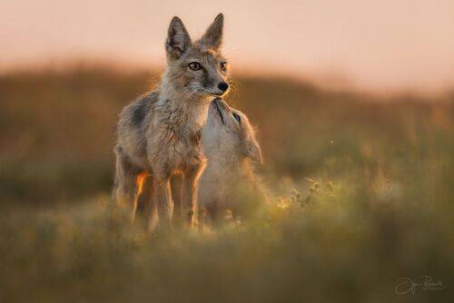 Когда трава касалась неба
