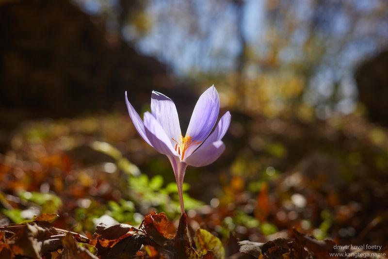 пейзажемагьё, пейзаж-как-виденье Обитатель(ница) заводи …photo preview